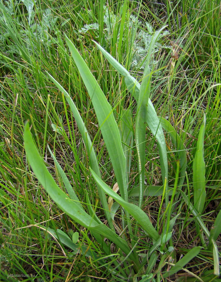 Image of Scorzonera parviflora specimen.