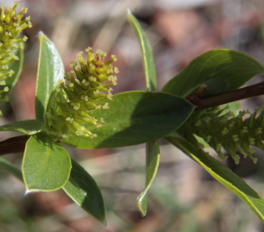 Image of Salix rhamnifolia specimen.