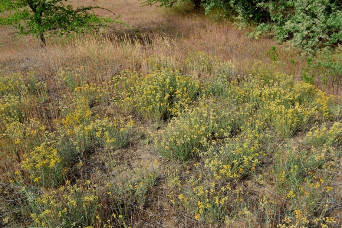 Изображение особи Helichrysum arenarium.