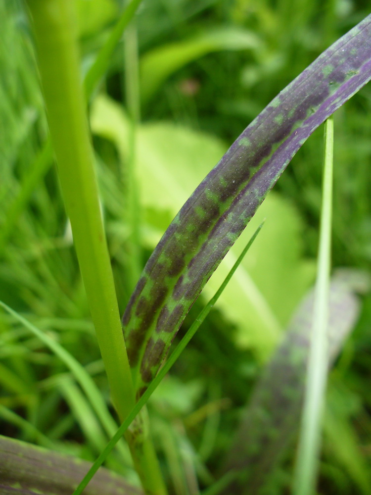 Image of Dactylorhiza fuchsii specimen.