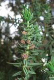 Juniperus drupacea