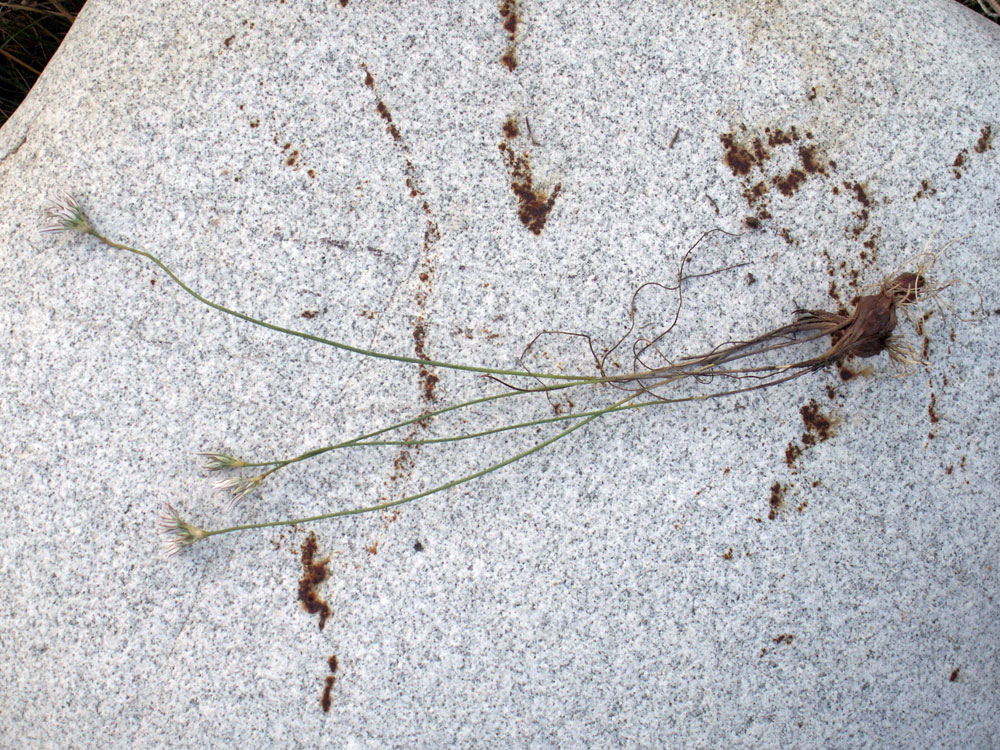 Image of Allium korolkowii specimen.