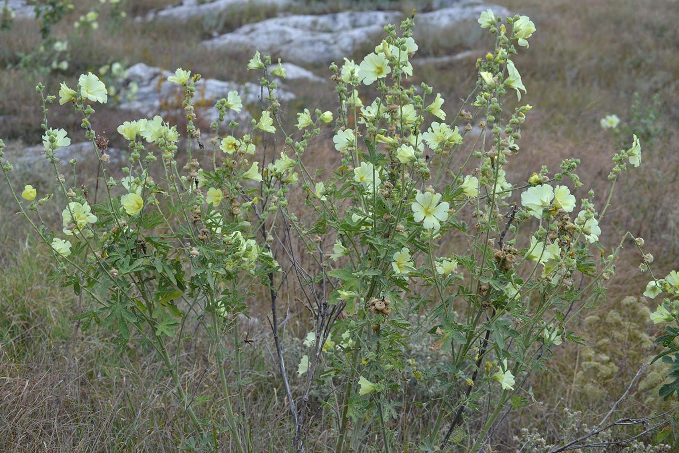 Изображение особи Alcea rugosa.