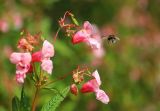 Impatiens glandulifera