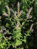 Mentha longifolia