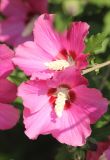 Hibiscus syriacus. Цветки. Черноморское побережье Кавказа, г. Новороссийск, в культуре. 28 июля 2013 г.