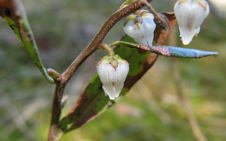Изображение особи Chamaedaphne calyculata.