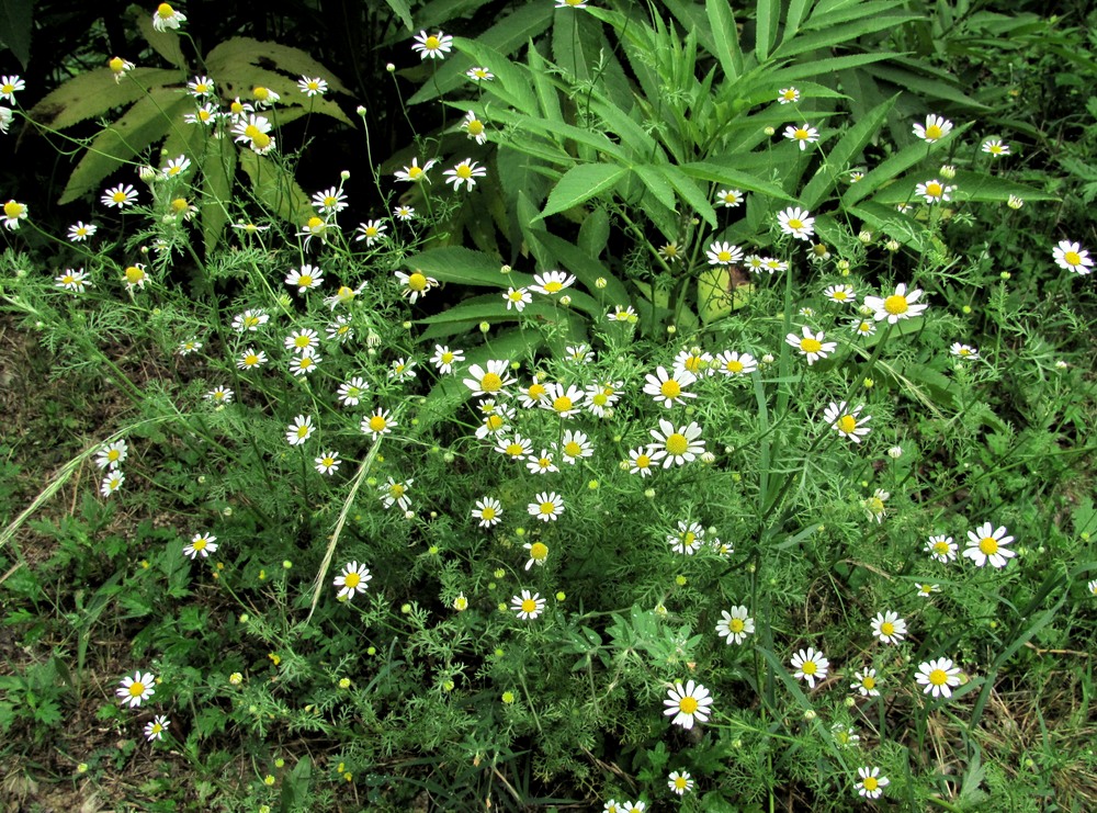 Изображение особи Anthemis cotula.