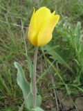 Image of taxon representative. Author is Тимур Булгаков