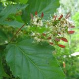 Acer tataricum