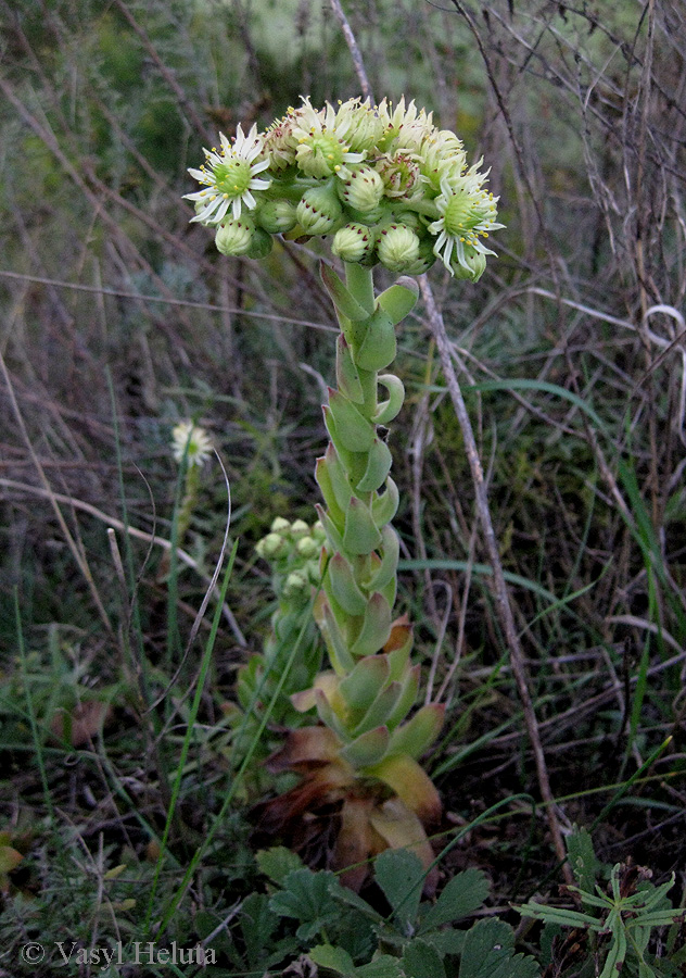 Image of genus Sempervivum specimen.