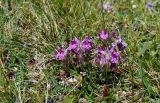 Pedicularis anthemifolia