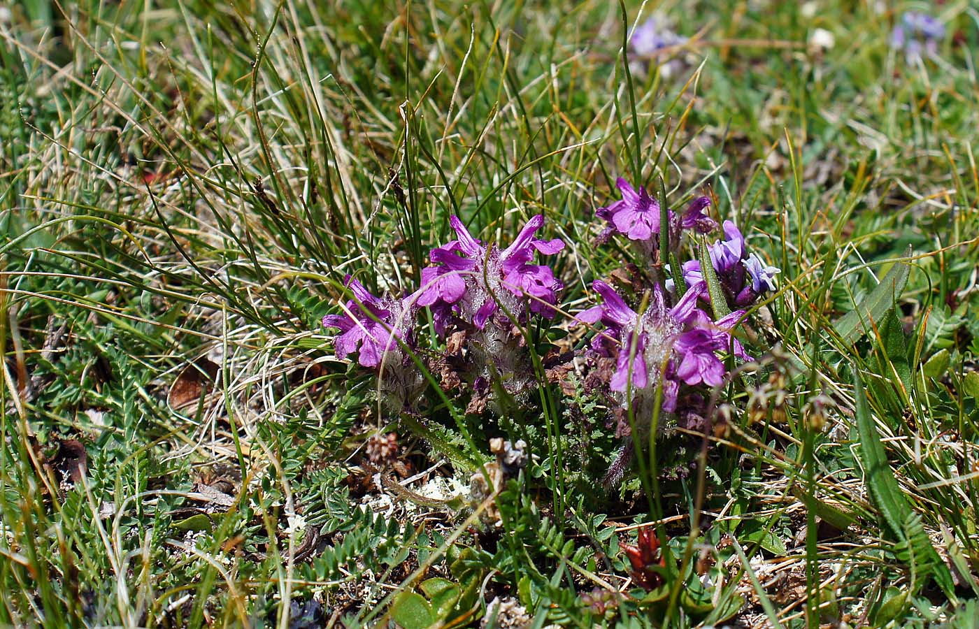 Image of Pedicularis anthemifolia specimen.