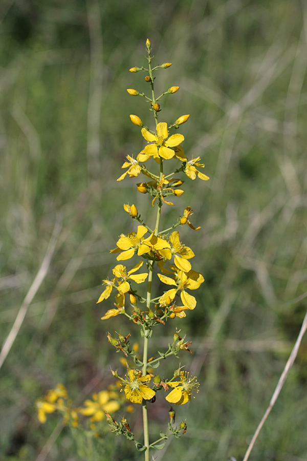 Image of Hypericum elongatum specimen.