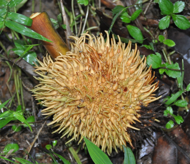 Изображение особи Artocarpus elasticus.