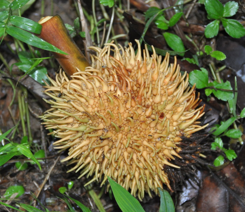 Image of Artocarpus elasticus specimen.