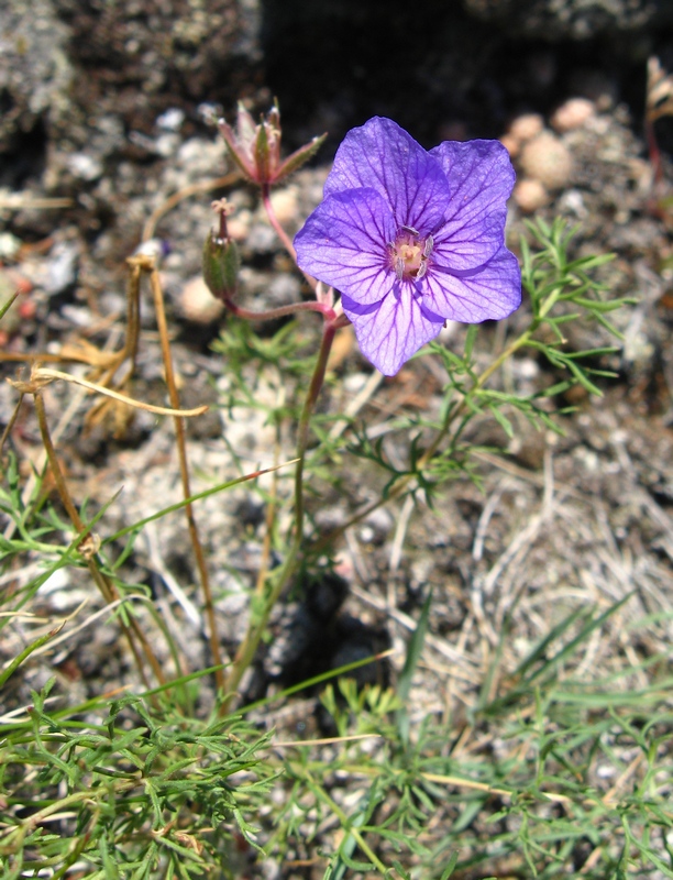 Image of Erodium tataricum specimen.