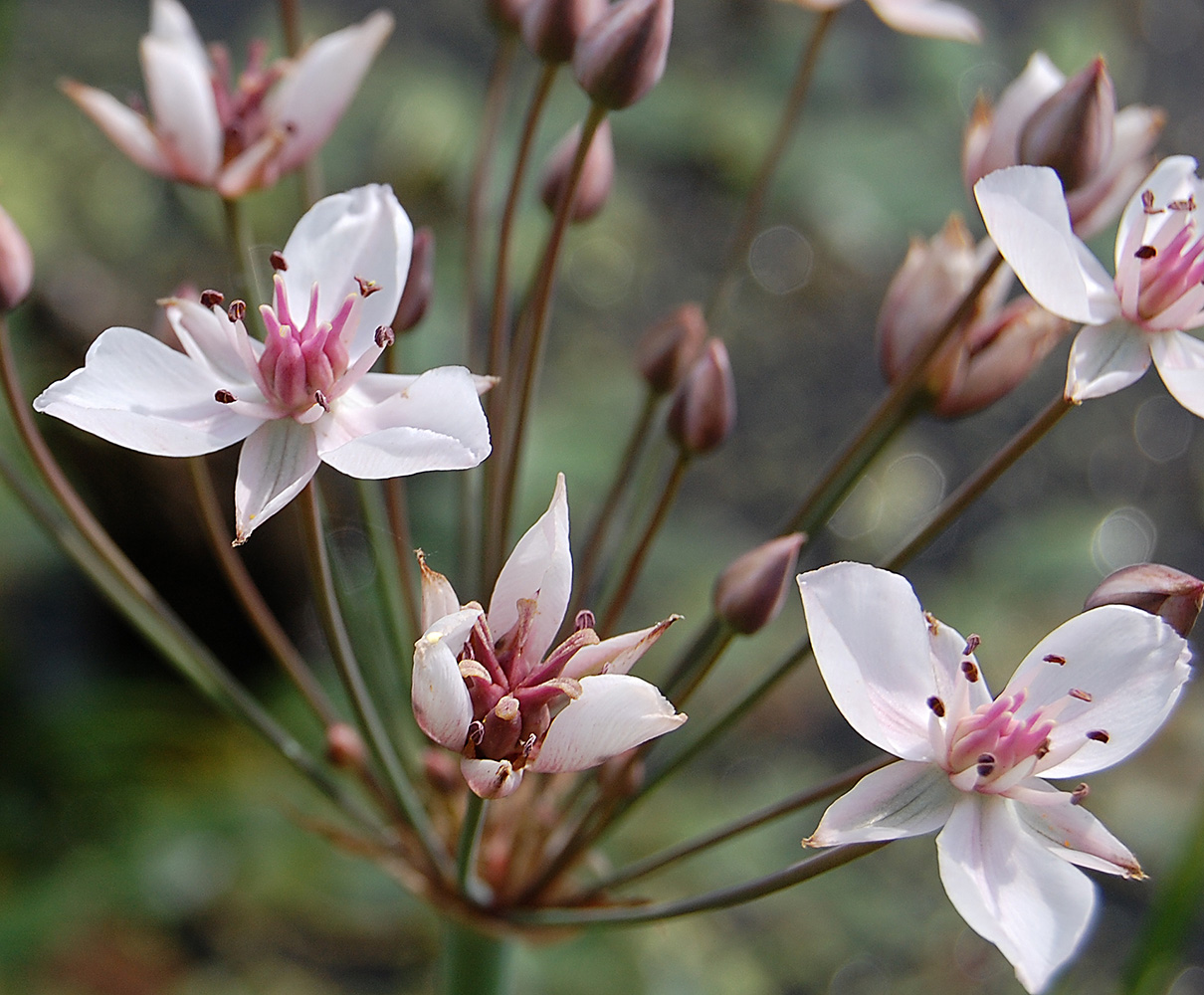 Изображение особи Butomus umbellatus.