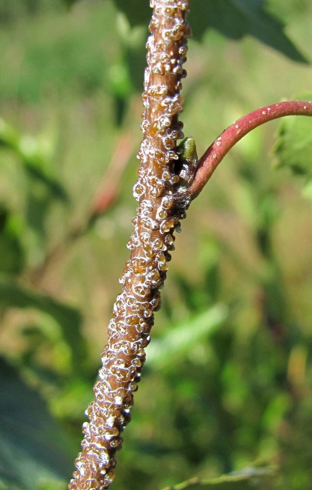 Image of Betula pendula specimen.