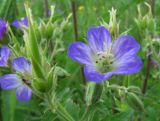 Geranium sylvaticum