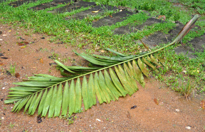 Image of Ptychosperma elegans specimen.