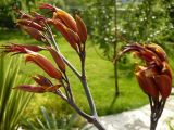 Phormium tenax