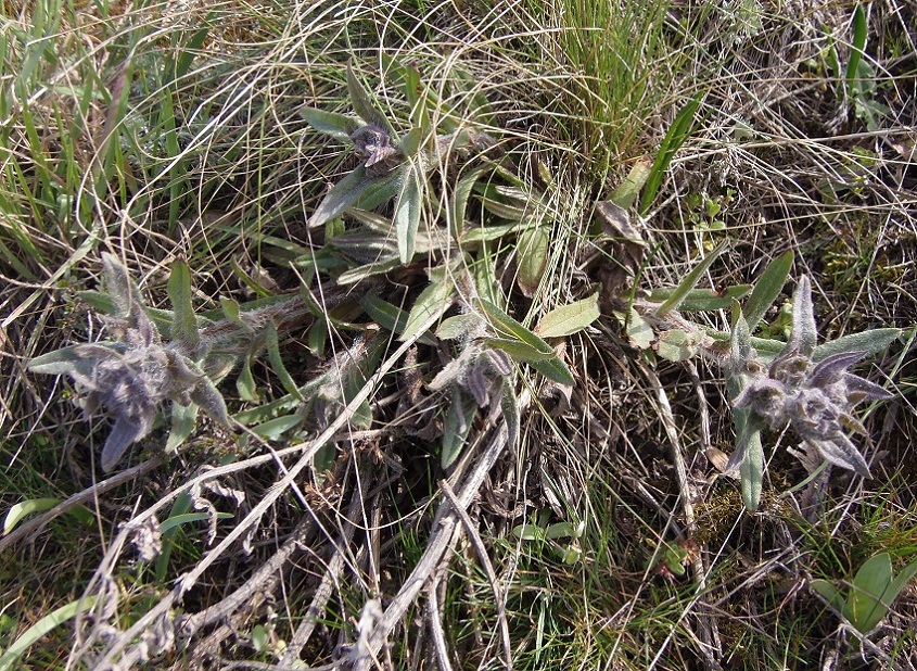 Image of Nonea rossica specimen.