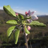 Malus orientalis