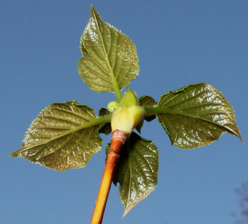 Изображение особи Hydrangea petiolaris.