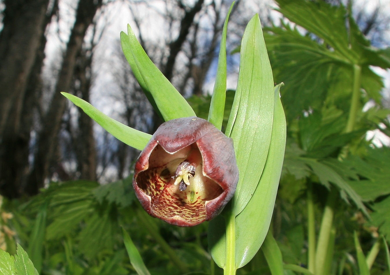 Image of Fritillaria latifolia specimen.