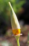 Eschscholzia californica. Раскрывающийся бутон. Германия, г. Дюссельдорф, Ботанический сад университета. 04.05.2014.