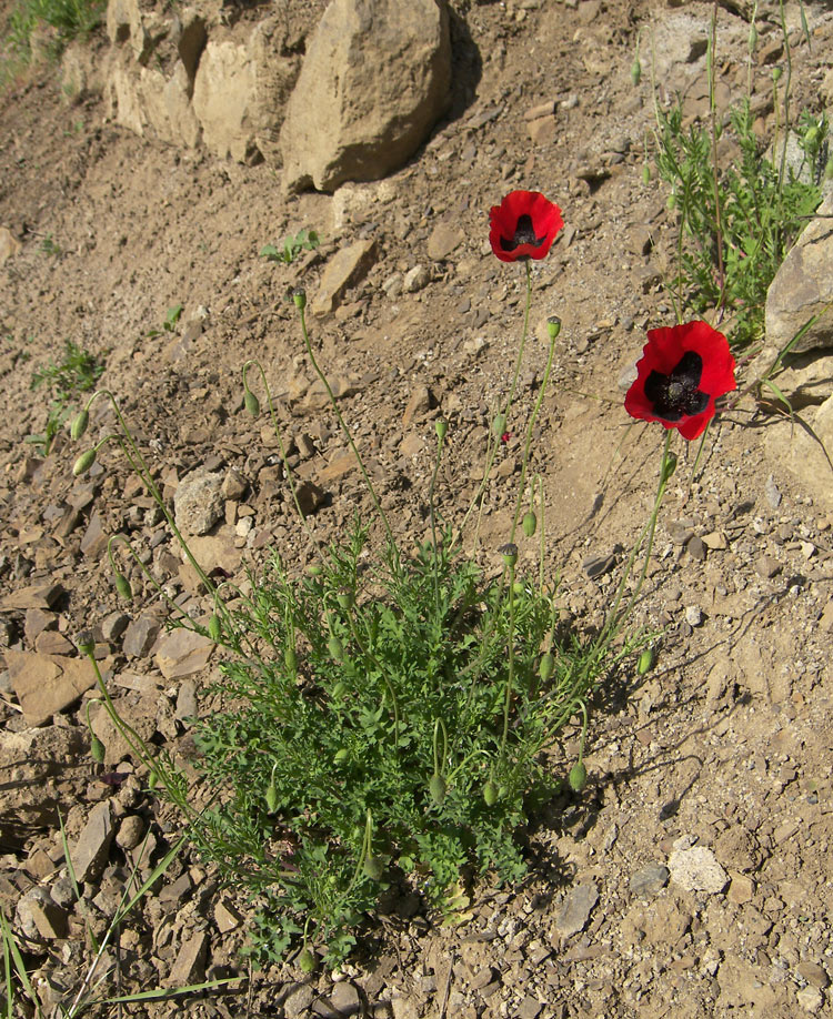 Изображение особи Papaver commutatum.