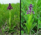 Anacamptis morio ssp. caucasica