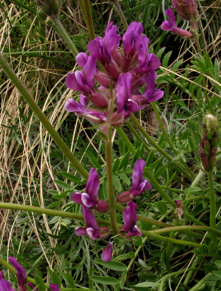 Изображение особи Oxytropis ammophila.