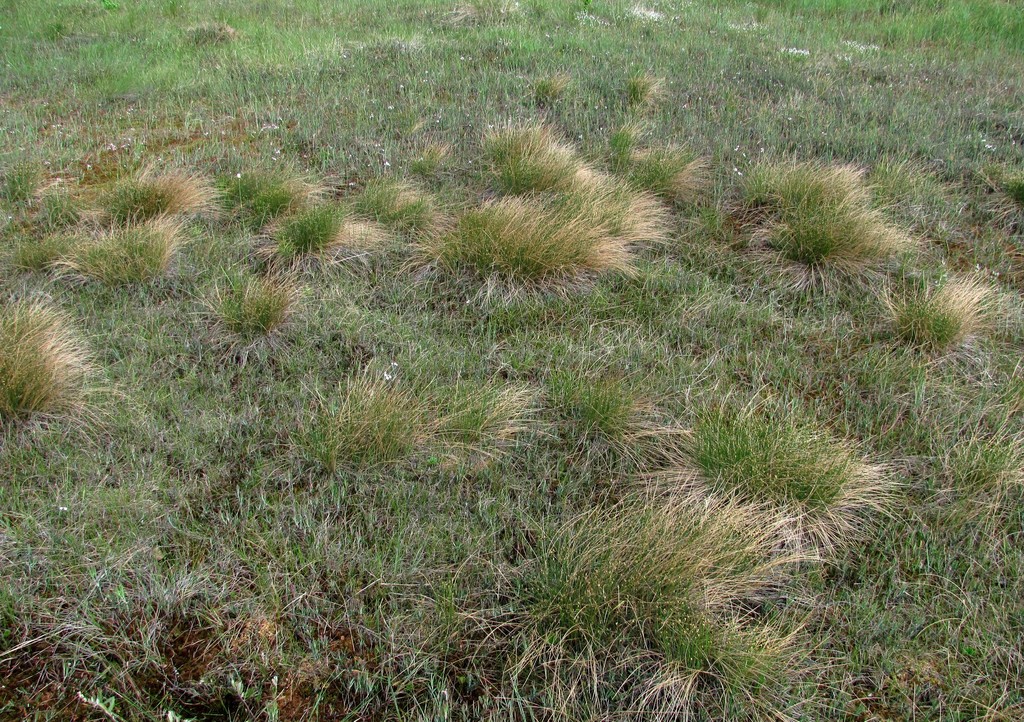 Image of Trichophorum cespitosum specimen.