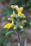 Phlomoides fulgens. Соцветие. Узбекистан, Ташкентская обл., зап. отроги Чаткальского хр., верховье Бельдерсая в окр. метеостанции. 14.06.2014.