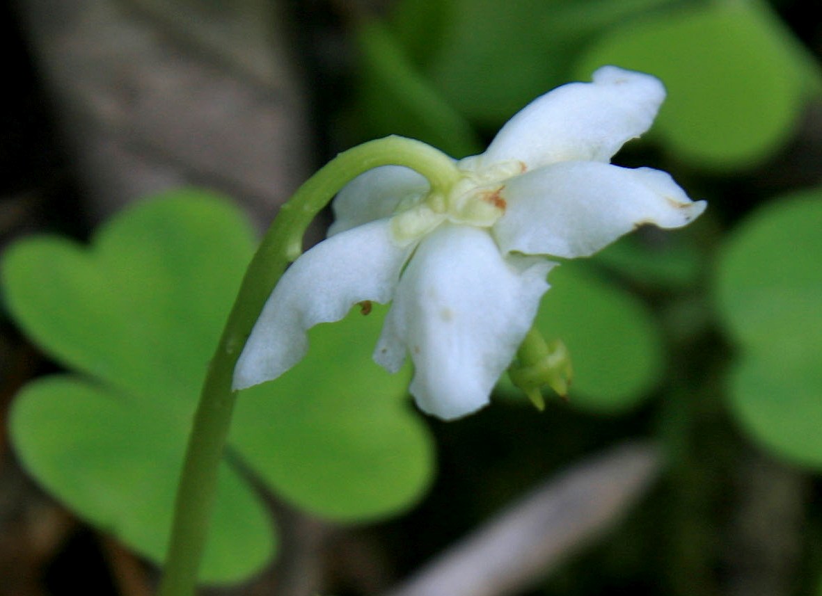 Image of Moneses uniflora specimen.