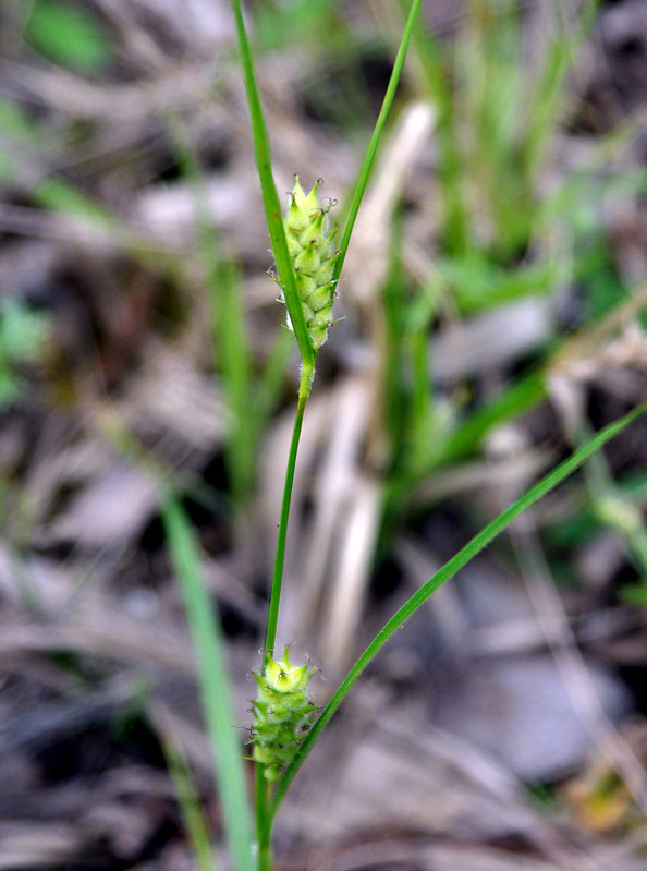 Image of Carex hirta specimen.