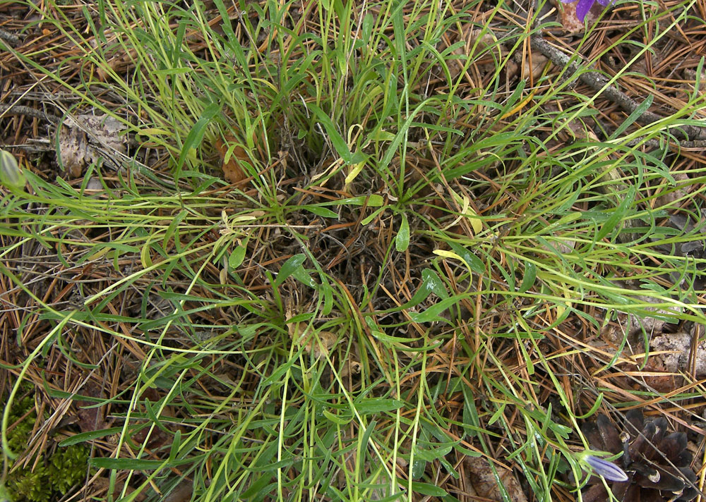Изображение особи Campanula circassica.
