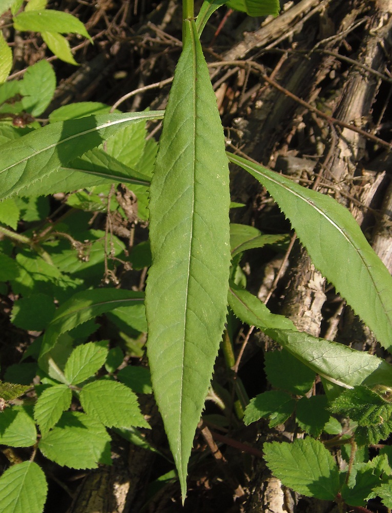 Изображение особи Senecio ovatus.