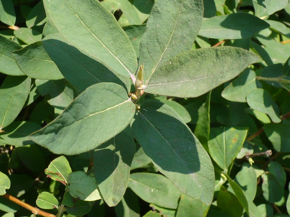 Изображение особи Lonicera edulis.