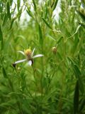 Galatella dracunculoides