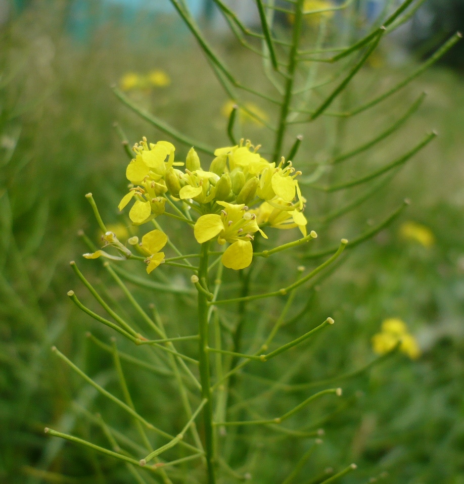 Image of Sisymbrium loeselii specimen.