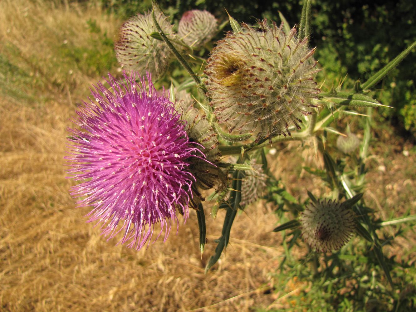 Image of Cirsium polonicum specimen.