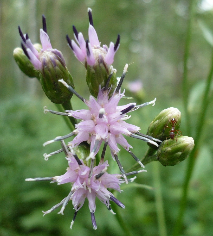 Image of Saussurea latifolia specimen.