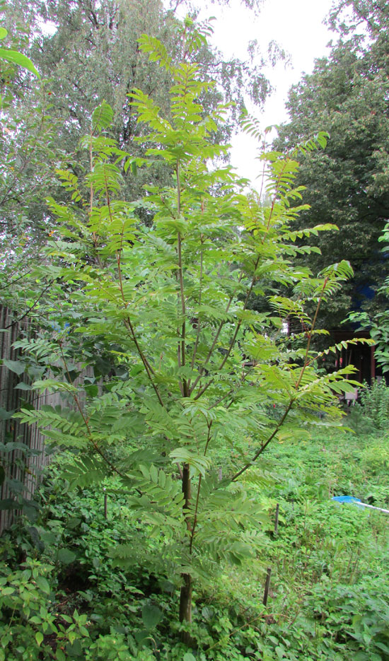 Image of Pterocarya rhoifolia specimen.