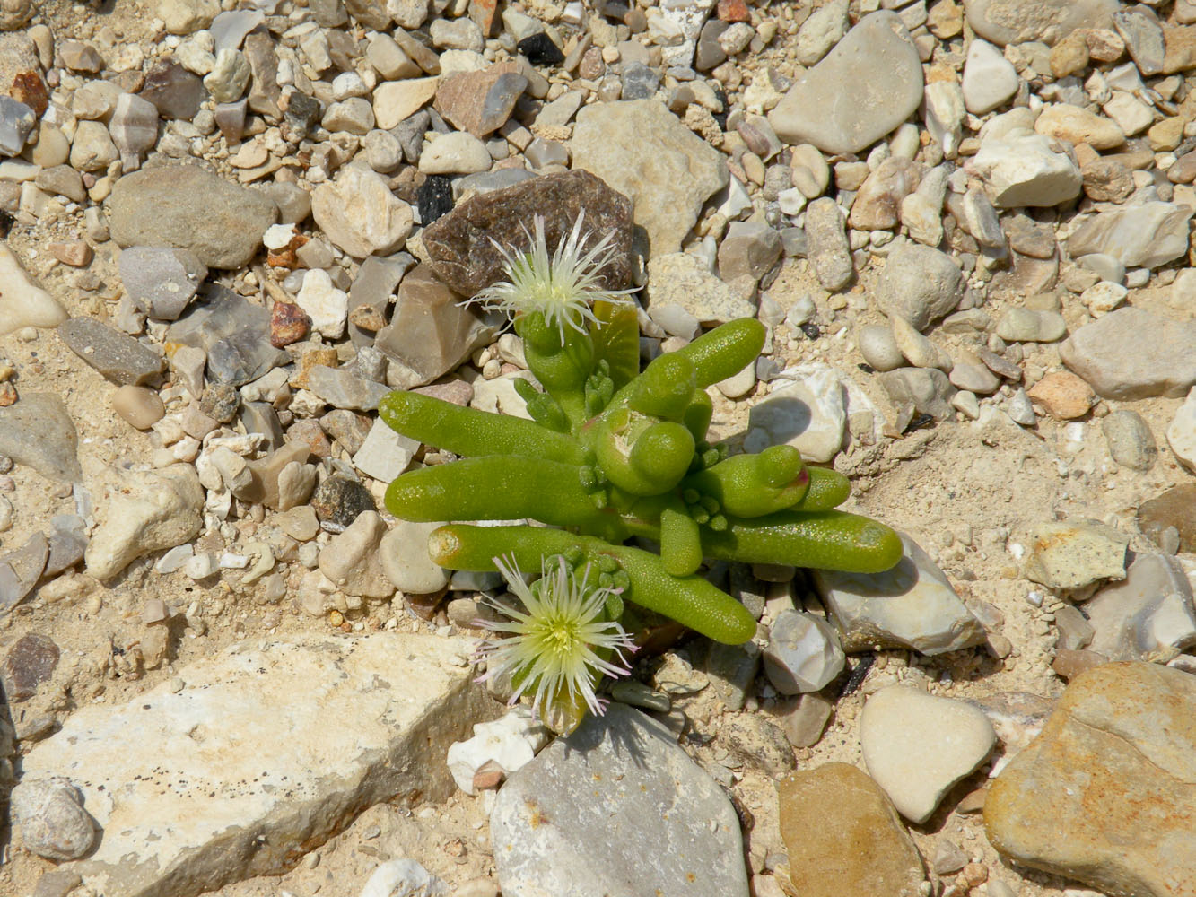 Изображение особи Mesembryanthemum cryptanthum.