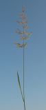 Agrostis gigantea. Верхушка побега с соцветием. Крым, Байдарская долина. 25 июля 2009 г.