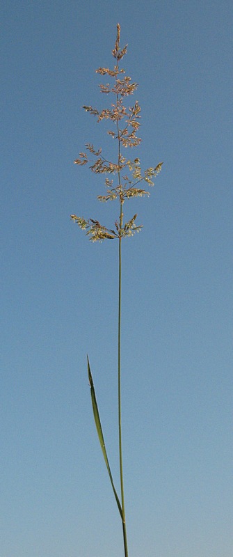 Image of Agrostis gigantea specimen.