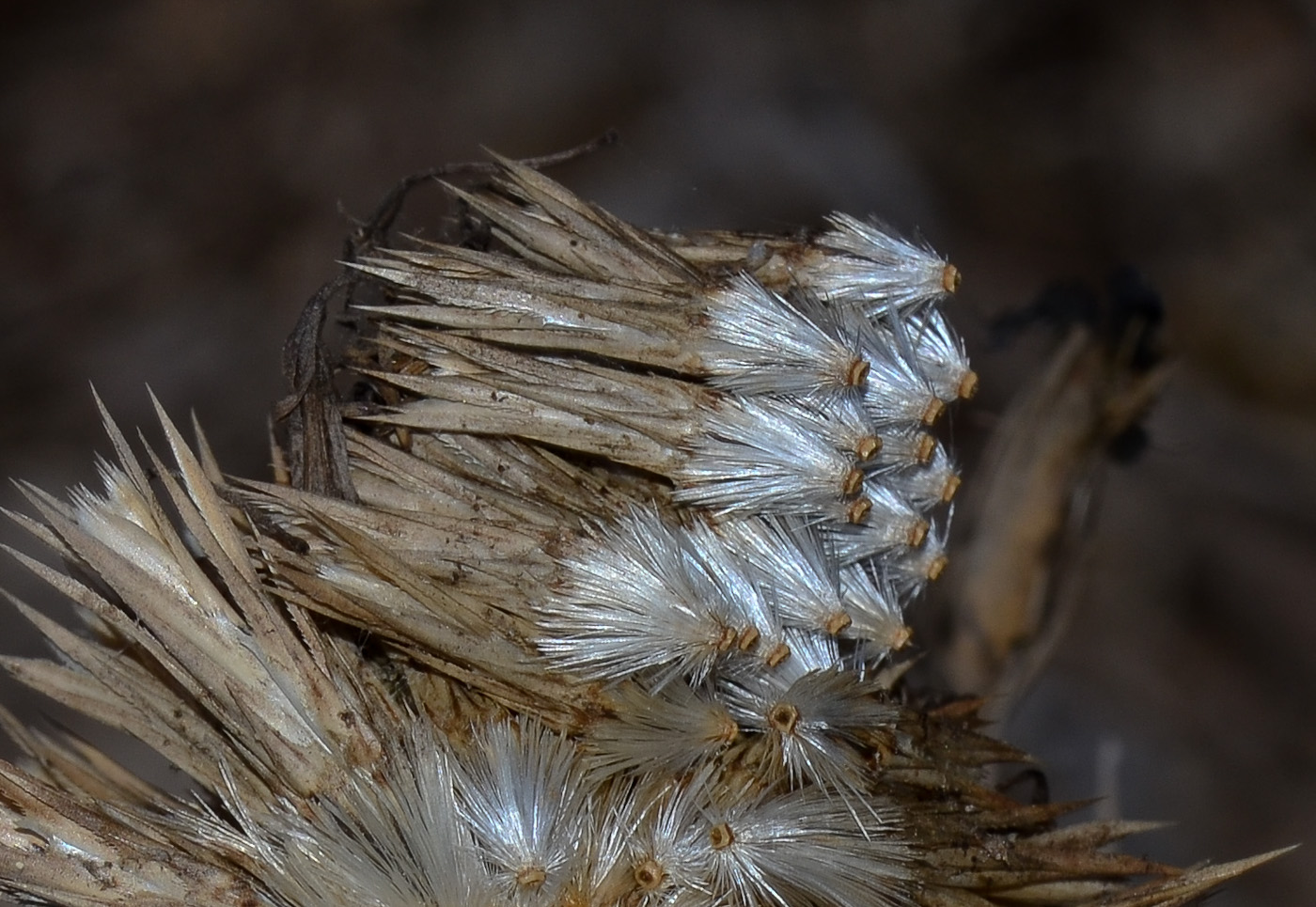 Изображение особи Echinops adenocaulos.